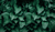 header_blaetter_GSS_2560x1440px_rgb.webp